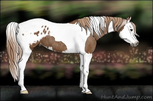 Horse Color:Gray Chestnut Splash Tobiano Blanket