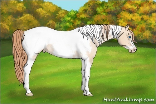Horse Color:Gold Champagne Roan Dun Tobiano Frame Snowcap Rabicano 