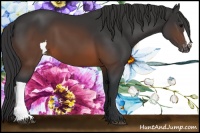 Horse Color:Brown Appaloosa 