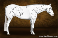 Horse Color:Black Splash Tobiano Frame Appaloosa