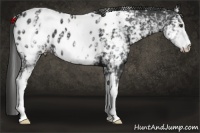 Horse Color:White Spotted Liver Chestnut Near Leopard 