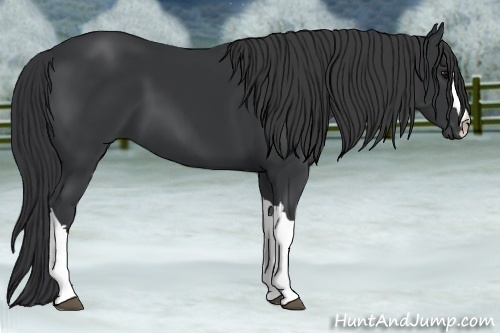 Horse Color:Black 