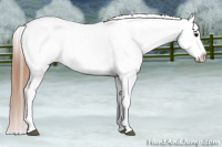 Horse Color:White Spotted Black Splash Tobiano Frame Appaloosa