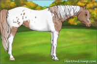 Horse Color:Chestnut Tobiano Blanket 