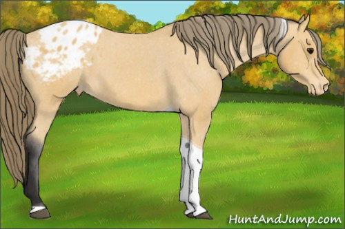 Horse Color: Buckskin Tobiano Blanket 