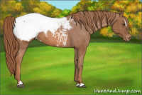 Horse Color:Chestnut Sabino Snowcap 