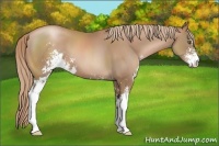Horse Color:Liver Chestnut Pearl Sabino 