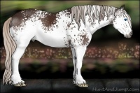 Horse Color:Gray White Spotted Silver Brown Splash 