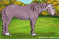 Horse Color:Gray Watercolor Chestnut 