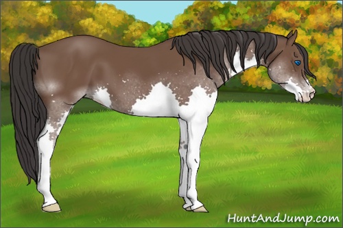 Horse Color: Bay Splash 