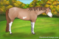 Horse Color:Bay Pearl Splash Frame 