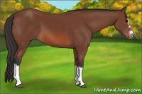 Horse Color:Bay Splash Frame 