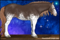 Horse Color:White Spotted Liver Chestnut 