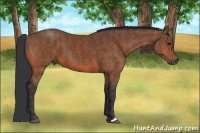Horse Color:Bay  Brindle