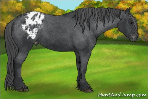Horse Color: Brown Blanket 