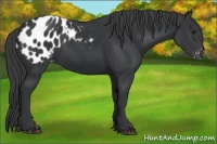 Horse Color:Black Appaloosa 