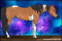 Horse Color:Bay Tobiano 