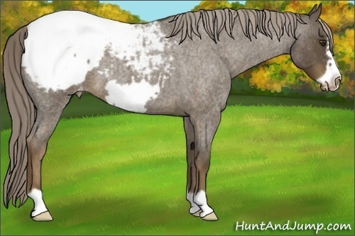 Horse Color: Unknown 