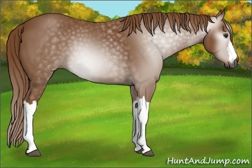 Horse Color:Unknown 