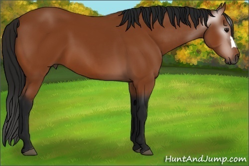 Horse Color:Gray Bay 