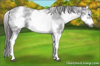 Horse Color:White Spotted Blue Roan Splash Frame Varnish