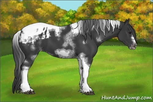 Horse Color: Unknown 