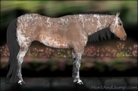 Horse Color:Bay Ice 