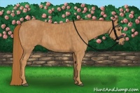 Horse Color:Chestnut  Brindle