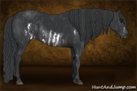 Horse Color:Black Splash Frame  Brindle