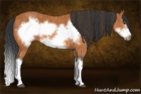 Horse Color:Bay Splash Frame  Brindle