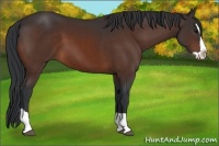 Horse Color:Bay Splash 