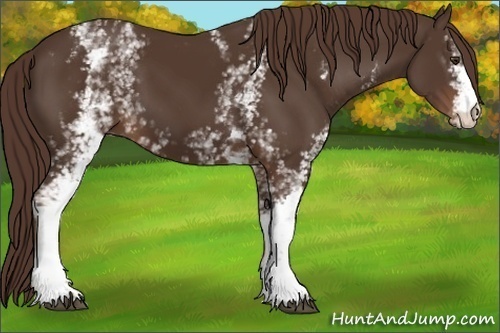 Horse Color: White Spotted Liver Chestnut 