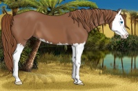Horse Color:Chestnut Splash 