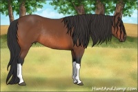 Horse Color:Bay Rabicano 