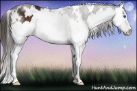Horse Color:White Spotted Liver Chestnut Splash 