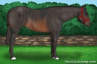 Horse Color:Brown Rabicano  Brindle