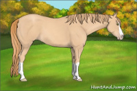 Horse Color:Gold Champagne Splash 