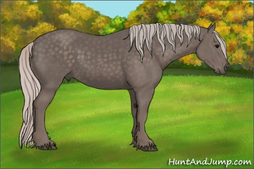 Horse Color: Silver Black 