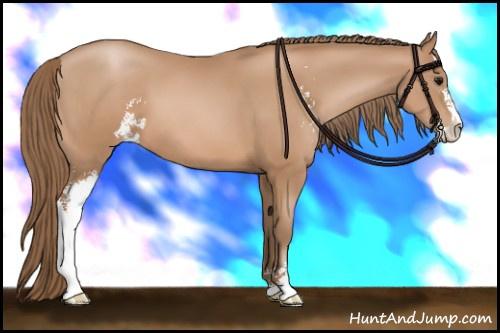 Horse Color: Black Pearl Sabino 