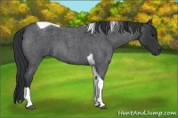 Horse Color:Blue Roan Tobiano 