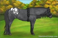 Horse Color:Blue Roan Appaloosa 