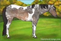 Horse Color:Buckskin Ice Tobiano 