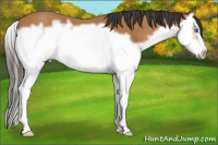 Horse Color:Bay Splash Frame 