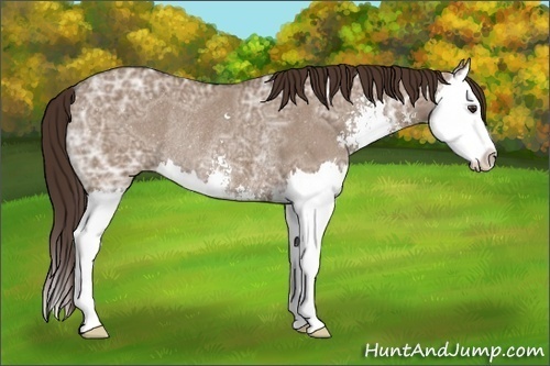Horse Color: Liver Red Dun Ice Sabino Splash Rabicano 