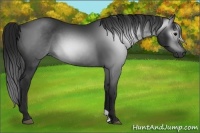 Horse Color:Gray Black 