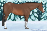Horse Color:Bay Splash Frame