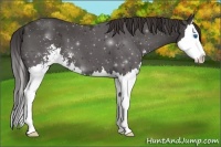 Horse Color:Smoky Black Sabino Splash 