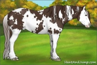 Horse Color:White Spotted Liver Chestnut Splash 