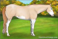 Horse Color:Buckskin Pearl Splash Frame 