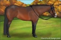 Horse Color:Bay Splash 